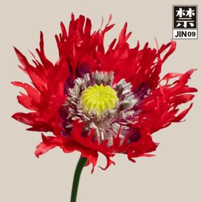 JIN09