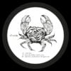Shadi Megallaa - What Now